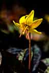 single trout lilly